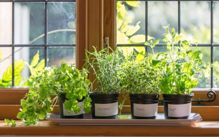 Green Herb