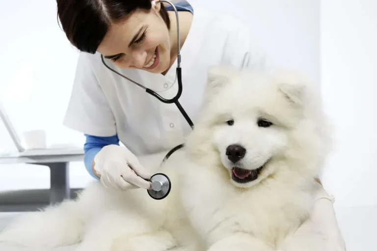 Veterinary Hospital Immediately