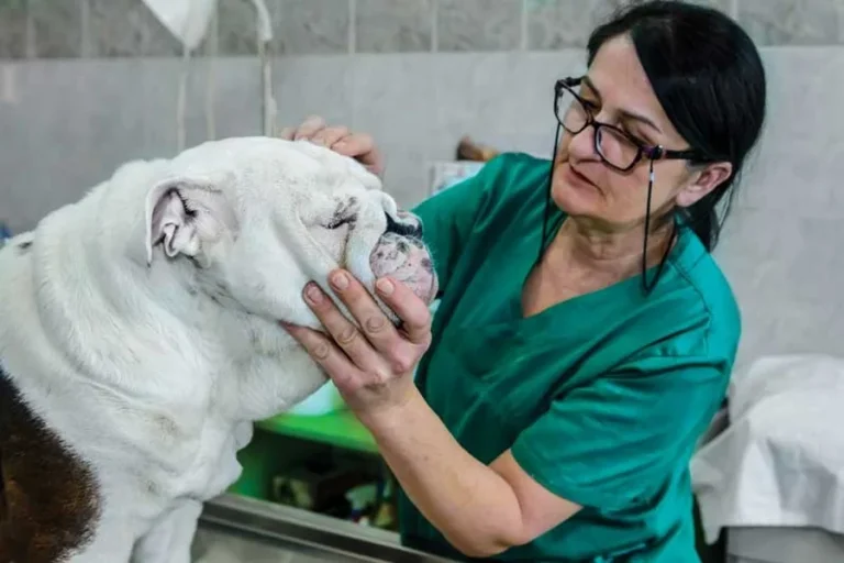 Veterinarians