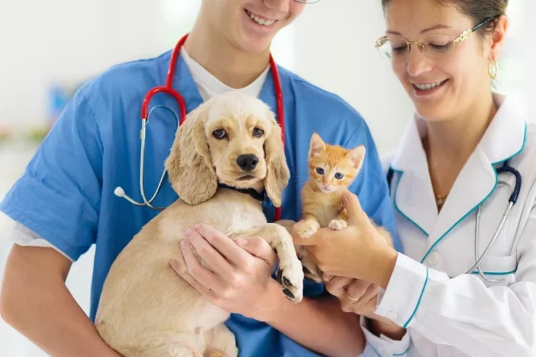Animal Veterinarians