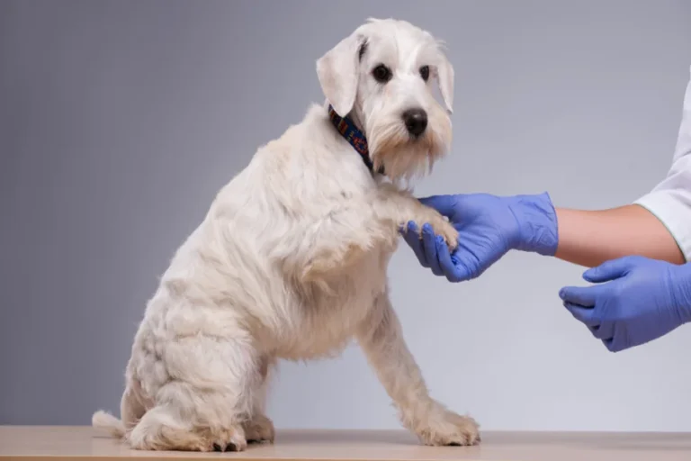 Animal Hospital