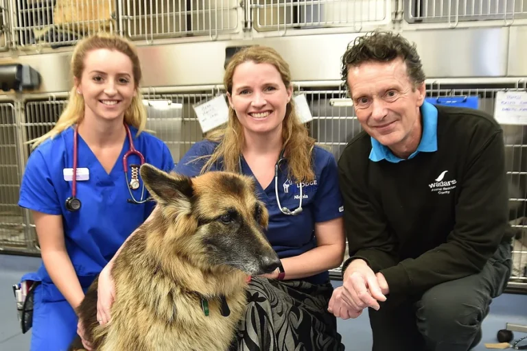The Role Of Veterinary Hospitals In Partnering With Rescue Groups