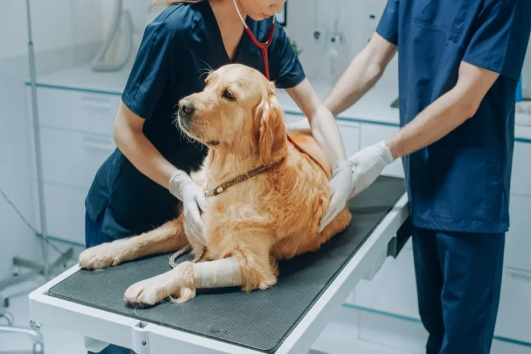 How Veterinary Urgent Care Treats Eye And Ear Emergencies Urgent Care