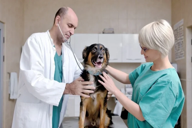 Veterinary Hospitals