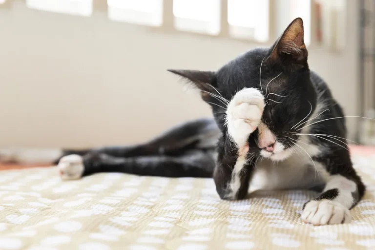 Toxic Foods for Cats List: 45 Dangerous Foods to Avoid Toxic foods for cats list